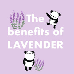 The Benefits of Lavender